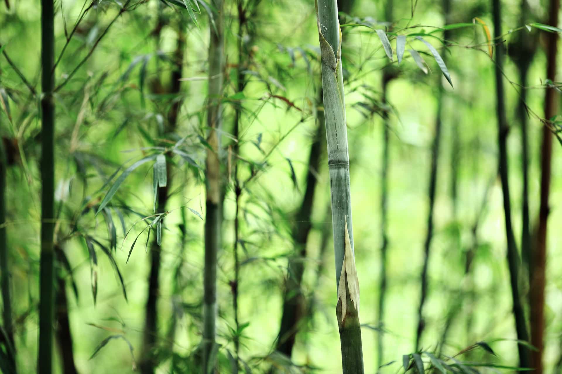 bambu biomasa