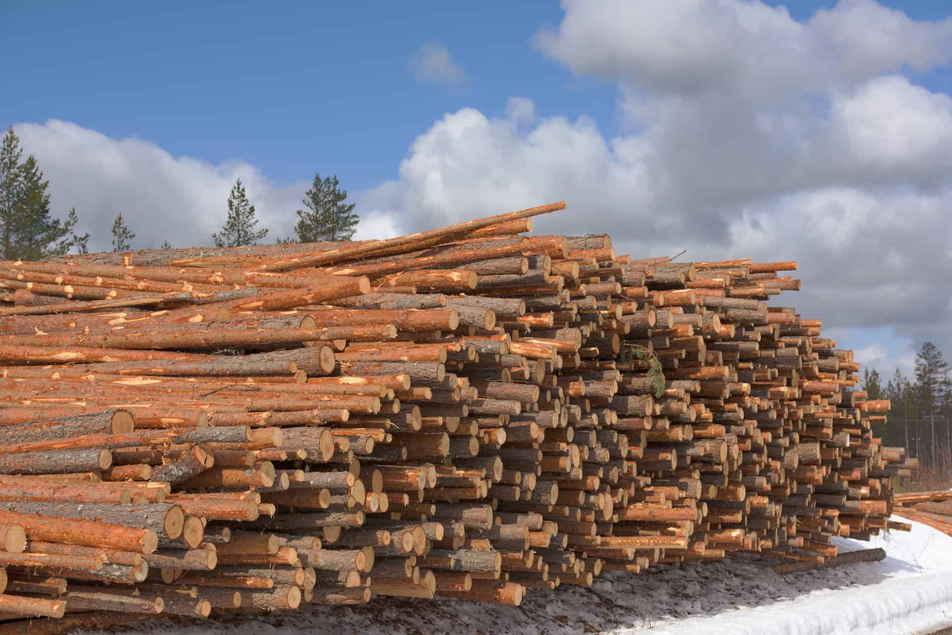 biomasa de madera