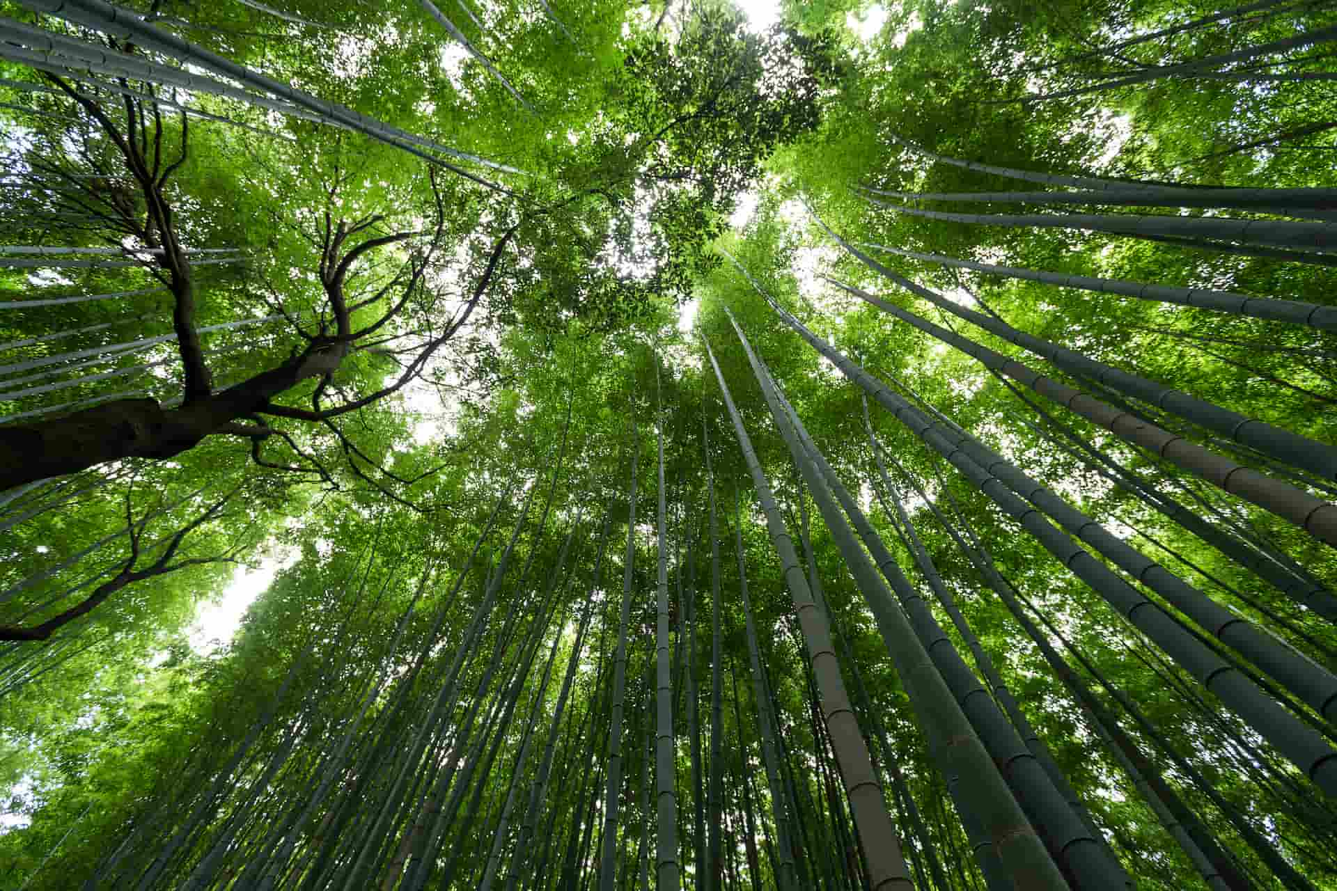 el bambu