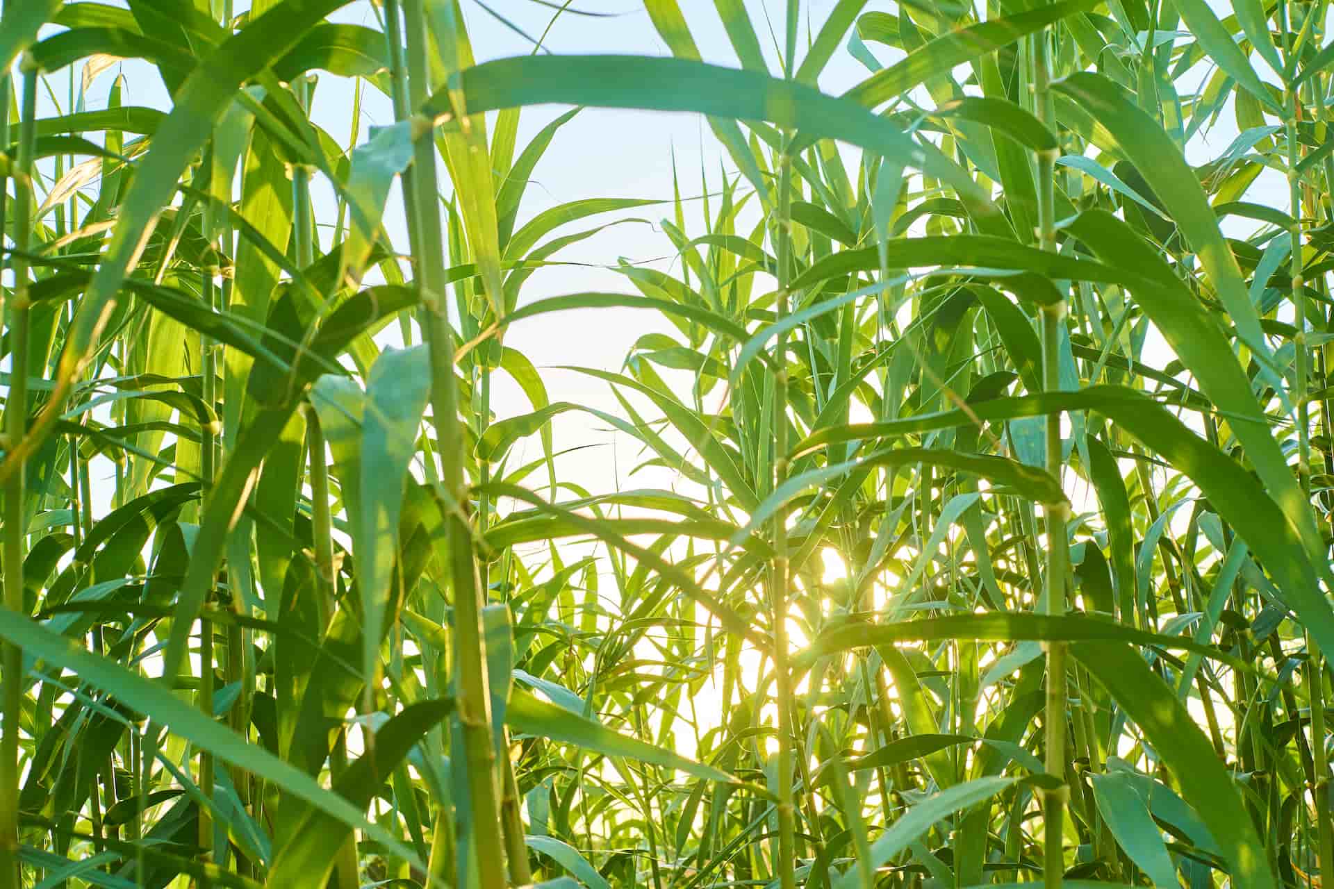 Cultivos para bioetanol